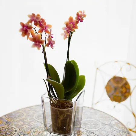 Le Pietrasantine - Garden B&B 3*