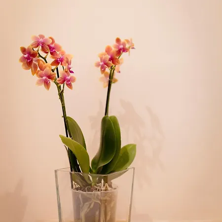 Le Pietrasantine - Garden B&B 3*